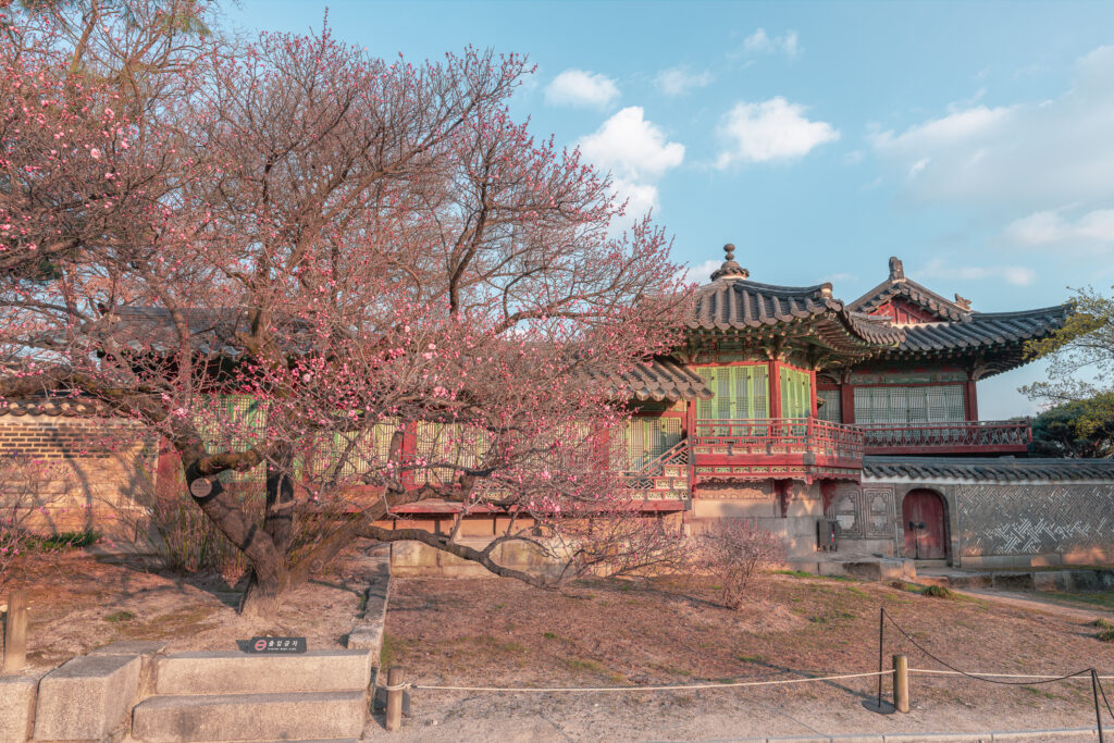 창덕궁 홍매화 개화 시기 올해 꼭 가봐야 할 봄 명소
