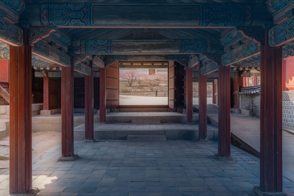 창덕궁 홍매화 개화 시기 올해 꼭 가봐야 할 봄 명소