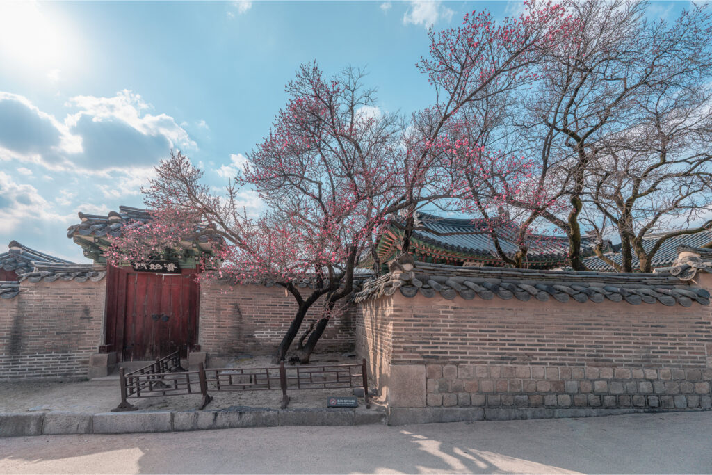 창덕궁 홍매화 개화 시기 올해 꼭 가봐야 할 봄 명소