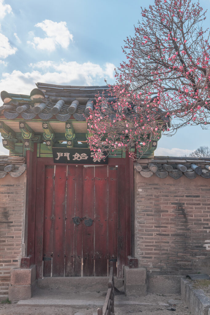 창덕궁 홍매화 개화 시기 올해 꼭 가봐야 할 봄 명소